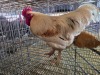 1 X BOSVELDER ROOSTER HENQUE 4217 CC