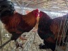 1 X FARM CHICKEN ROOSTER HENQUE 4217 CC