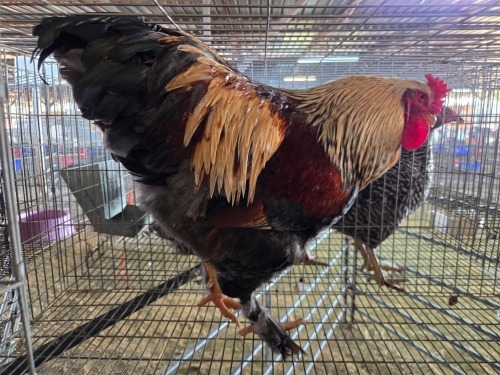 1 X FARM CHICKEN ROOSTER HENQUE 4217 CC (Per animal to take the lot)