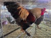 1 X FARM CHICKEN ROOSTER HENQUE 4217 CC (Per animal to take the lot)