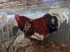 1 X BOSVELDER ROOSTER HENQUE 4217 CC