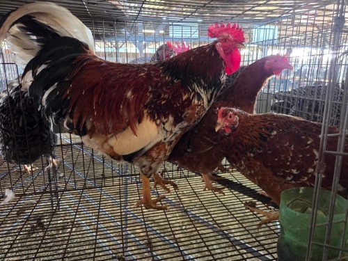 3 X BOSVELDER ROOSTER & HEN S. MOKONYAMA (Per animal to take the lot)