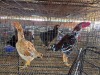 2 X KO SHAMO ROOSTER & HEN N. CRAWFORD (Per animal to take the lot)