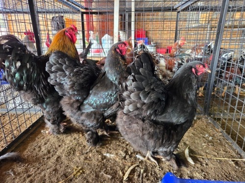 4 X BLACK BRAHMA ROOSTER & HEN FYNDRAAI HOENDERS (Per animal to take the lot)