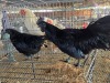 2 X AYAM CEMANI ROOSTER & HEN N. CRAWFORD (Per animal to take the lot)