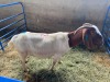 LOT 2 1X OOI/EWE BOERBOK Rhenosterhoek, Kobus van der Walt - 082926 0929