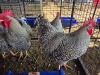5 X KOEKOEK HEN FYNDRAAI HOENDERS (Per animal to take the lot)