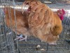 2 X BUFF ORPINGTON ROOSTER & HEN N. CRAWFORD (Per animal to take the lot)
