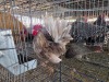 2 X JAPANES BANTAM ROOSTER & HEN N. CRAWFORD (Per animal to take the lot)