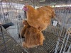 2 X BUFF ORPINGTON ROOSTER & HEN N. CRAWFORD (Per animal to take the lot)