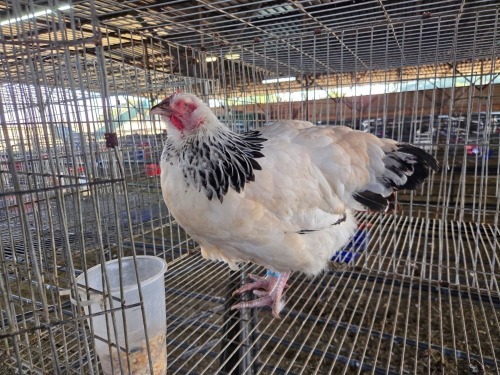1 X SUSSEX SILVER HEN TIEGERPOORT BOERDERY