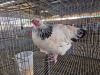 1 X SUSSEX SILVER HEN TIEGERPOORT BOERDERY