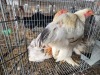 3 X BRAHMA ROOSTER A CLOETE (Per animal to take the lot)