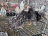 4 X KOEKOEK ROOSTER & HEN A CLOETE (Per animal to take the lot)