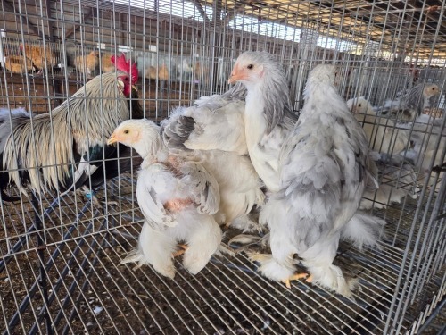 5 X BRAHMA ROOSTER & HEN A CLOETE (Per animal to take the lot)