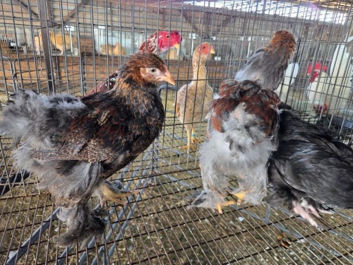 3 X BRAHMA ROOSTER & HEN A CLOETE (Per animal to take the lot)