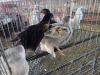 4 X FARM CHICKEN ROOSTER & HEN A CLOETE (Per animal to take the lot)
