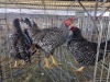 3 X KOEKOEK ROOSTER & HEN A CLOETE (Per animal to take the lot)