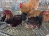 3 X BRAHMA ROOSTER & HEN A CLOETE (Per animal to take the lot)