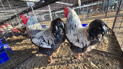 3 X WYANDOT ORPINTON ROOSTER A CLOETE (Per animal to take the lot)