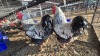 3 X WYANDOT ORPINTON ROOSTER A CLOETE (Per animal to take the lot)