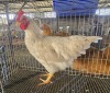 1 X BOSVELDER ROOSTER A CLOETE