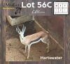 1X SPRINGBOK - SPRINGBUCK M:1 HARTSWATER