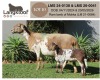 1+1 X MEATMASTER RECORDED EWE LANGKLOOF MEATMASTERS - 2