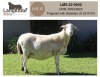 WITHDRAWN - 1 X MEATMASTER RECORDED EWE LANGKLOOF MEATMASTERS - 2