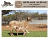 1+1 X MEATMASTER RECORDED EWE LANGKLOOF MEATMASTERS - 2
