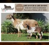 1+1 X MEATMASTER RECORDED EWE LANGKLOOF MEATMASTERS