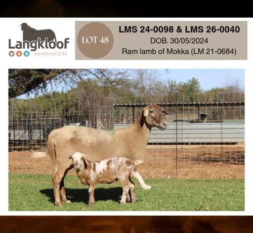 1+1 X MEATMASTER RECORDED EWE LANGKLOOF MEATMASTERS