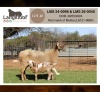 1+1 X MEATMASTER RECORDED EWE LANGKLOOF MEATMASTERS