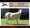 WITHDRAWN - 1 X MEATMASTER RECORDED EWE LANGKLOOF MEATMASTERS