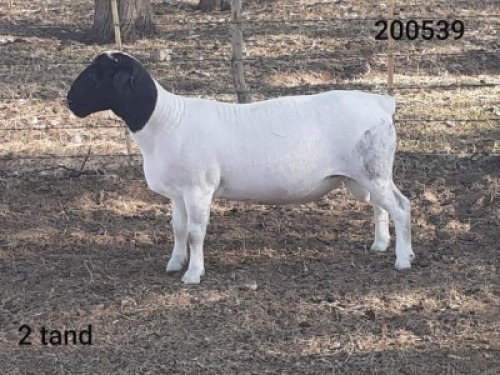 1x DORPER RAM Victor Kruger Dorpers en Wit Dorpers KUDDE