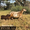 1+2 X MEATMASTER NOT RECORDED EWE DAGGER BOYZ MEATMASTERS - 2