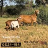 1+2 X MEATMASTER EWE DAGGER BOYZ MEATMASTERS - 2