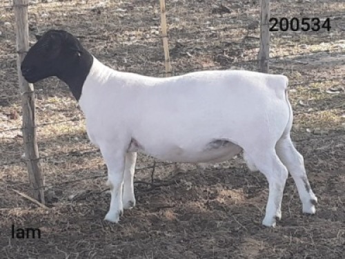 1x DORPER RAM Victor Kruger Dorpers en Wit Dorpers KUDDE