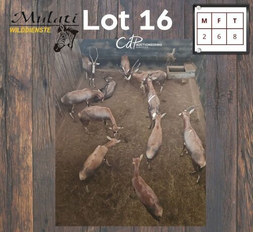 8X BLESBOK - BLESBUCK M:2 V/F:6 (Betaal per dier/Pay per animal)