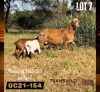 1+2 X MEATMASTER EWE DAGGER BOYZ MEATMASTERS