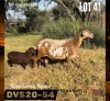 1+2 X MEATMASTER NOT RECORDED EWE DAGGER BOYZ MEATMASTERS
