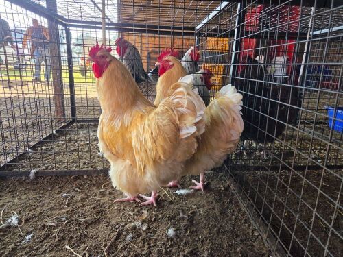 1 X BUFF ORPHINGTONG ROOSTER FYNDRAAI HOENDERS