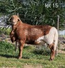 1 X MEATMASTER RECORDED RAM WILGERBOOM MEATMASTERS - 2
