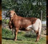 1 X MEATMASTER RECORDED RAM WILGERBOOM MEATMASTERS