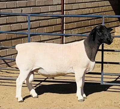 1x DORPER RAM Kowie de Witt Dorpers STOET