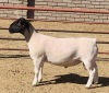 1x DORPER RAM Kowie de Witt Dorpers TIEPE 5