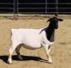 1x DORPER OOI/EWE Kowie de Witt Dorpers TIEPE 5