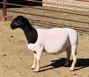 1x DORPER OOI/EWE Kowie de Witt Dorpers TIEPE 5