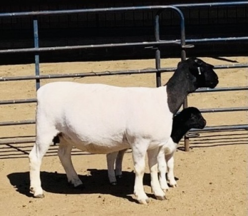 1x DORPER OOI/EWE Kowie de Witt Dorpers TIEPE 5