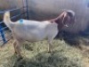 LOT 1 1X OOI/EWE BOERBOK Rhenosterhoek, Kobus van der Walt - 082926 0929 - 2